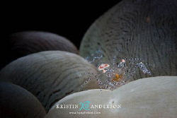 Bubble coral shrimp
Canon 40D + 60mm, Subal housing & po... by Kristin Anderson 